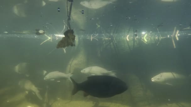 Flock of fish swims underwater in an illuminated large aquarium. High quality 4k footage - Metraje, vídeo
