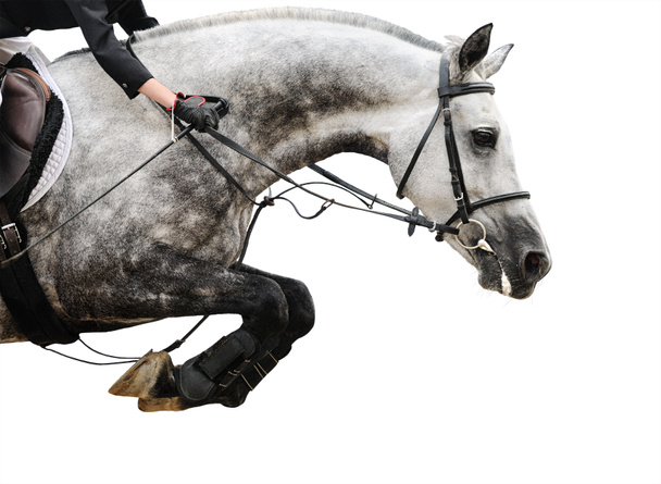 Серый конь в прыжках шоу, изолированные на белом фоне
 - Фото, изображение