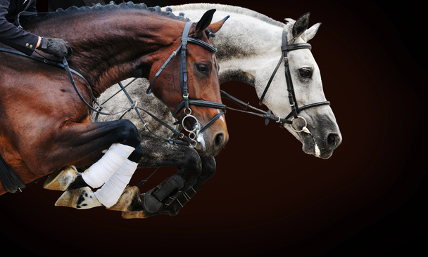 Две лошади в прыжках шоу, на коричневом фоне с градиентом
 - Фото, изображение