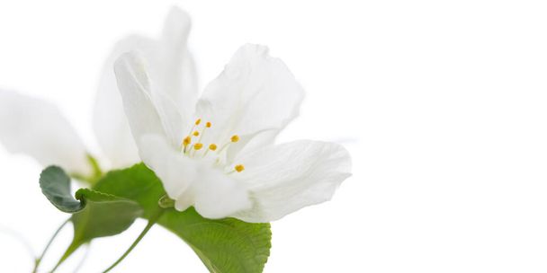 A macro shot of a white blossom over a white background - Φωτογραφία, εικόνα