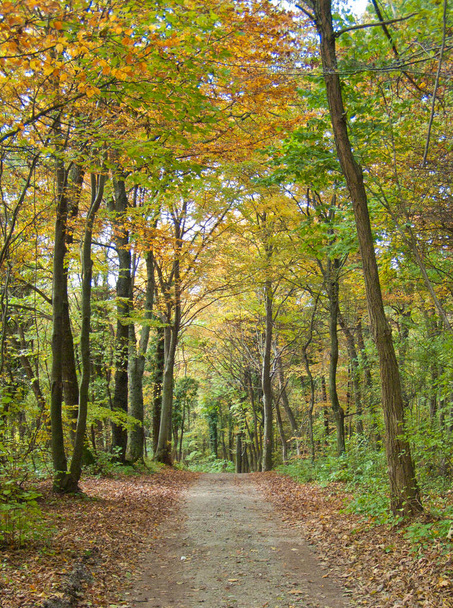 A vertical shot of a beautiful pathway through an autumn forest - Zdjęcie, obraz