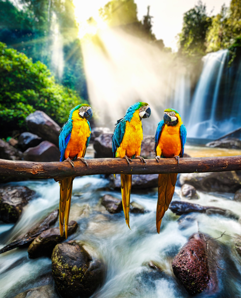 Sininen ja keltainen Macaw Ara ararauna
 - Valokuva, kuva