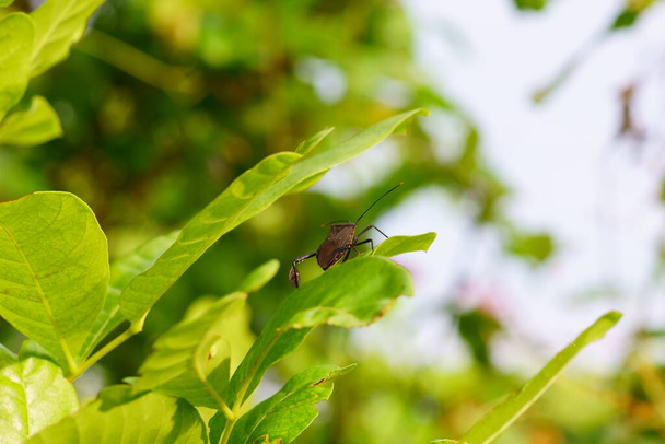 A closeup shot of a squash bug standing on a green leaf - Photo, Image