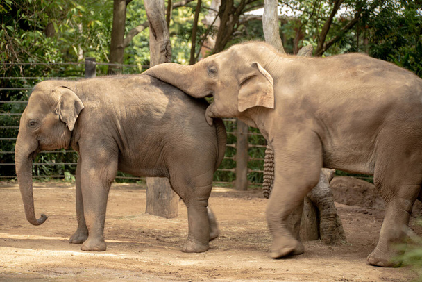 A beautiful shot of two elephants in the background of trees in the zoo. - Photo, Image