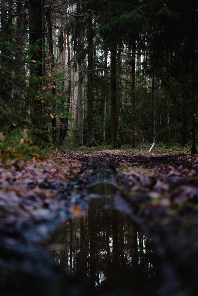 A vertical closeup shot of the small puddle and fallen leaves in the dark forest - Φωτογραφία, εικόνα