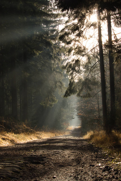 Sun rays shining through the trees and fog on a walking path in the Palatinate forest of Germany on a fall afternoon. - Photo, image