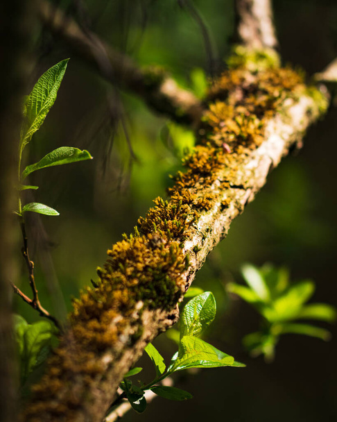 A close-up shot of a mossed branch of a tree - Фото, изображение