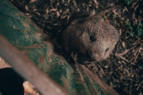 A high angle shot of an adorable wombat at a zoo - Foto, Bild