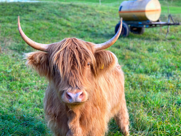 A close-up shot of a cute brown Highland cattle in the grassy field on a sunny day - Foto, immagini