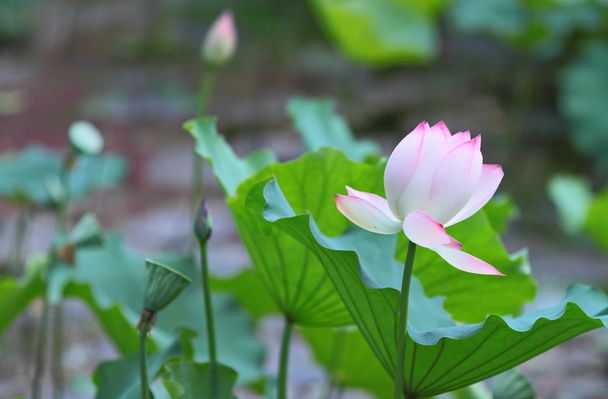 Fiore di loto - Foto, immagini