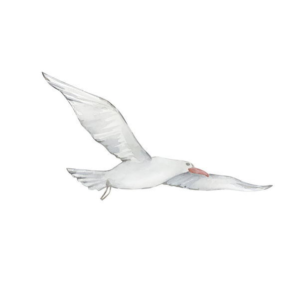Акварель біла літаюча чайка ізольована на білому тлі
 - Фото, зображення