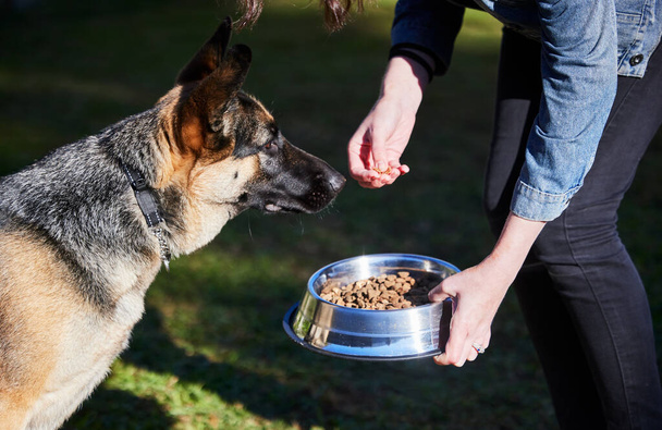 That smells good. an unrecognizable woman feeding her German Shepherd outside during the day - Photo, Image
