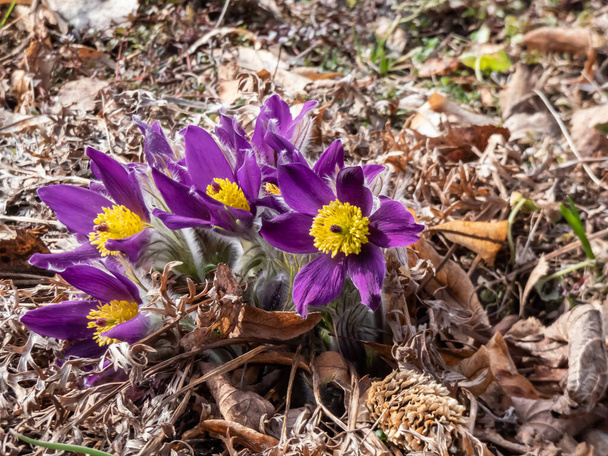 Primer plano de hermoso grupo de flores de primavera púrpura Pasqueflower (Pulsatilla x gayeri Simonk.) con el centro amarillo rodeado de hojas secas que aparecen en un macizo de flores a principios de primavera - Foto, imagen