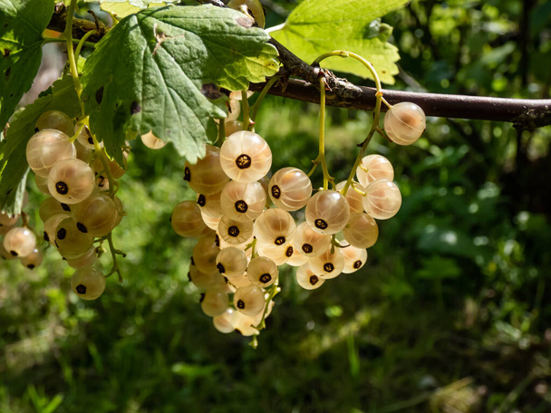 Perfect ripe white currants (ribes rubrum) on the single branch on the bright sunny day with green background. Taste of summer and growing food - Фото, изображение