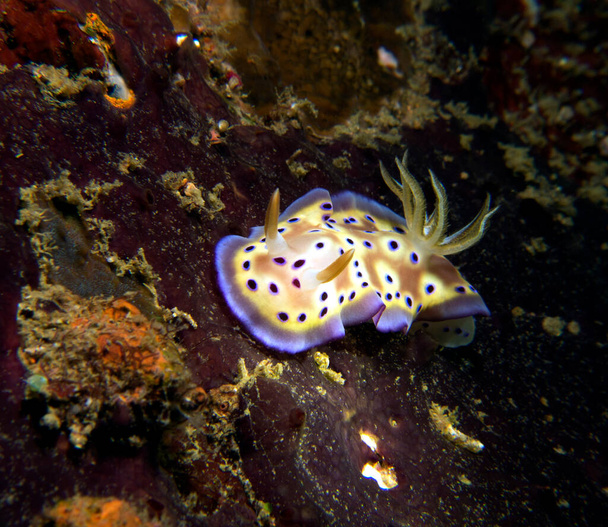 Goniobranchus Kuniei Nudibranch plazí Boracay Island Filipíny - Fotografie, Obrázek