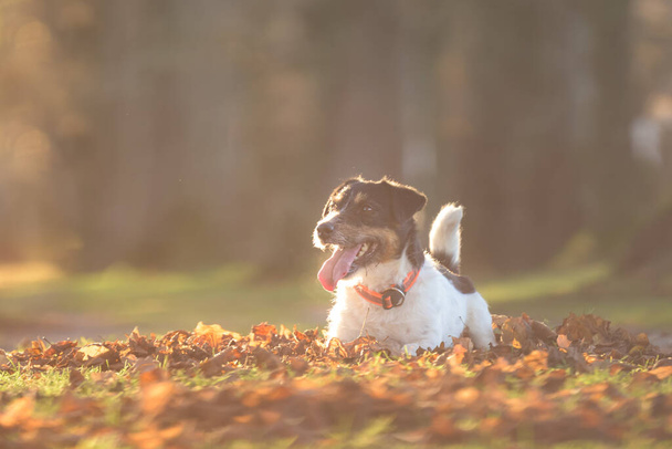 Pretty little Jack Russell Terrier dog is lying on leaves and posing in autumn. - 写真・画像