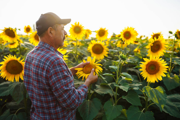 Farmer examining crop  in the sunflower field. Business, harvesting, organic gardening concept. - Photo, image