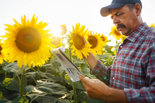 Farmer examining crop  in the sunflower field. Business, harvesting, organic gardening concept. - Foto, Imagem