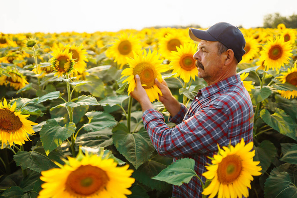 Farmer examining crop  in the sunflower field. Business, harvesting, organic gardening concept. - Zdjęcie, obraz