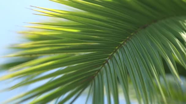 Tropik yeşil palmiye yaprağı dokusu. Doğal tropikal yeşil yaprak. Yaklaş. - Video, Çekim