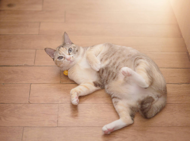 tabby cat lying down look at camera - Foto, immagini