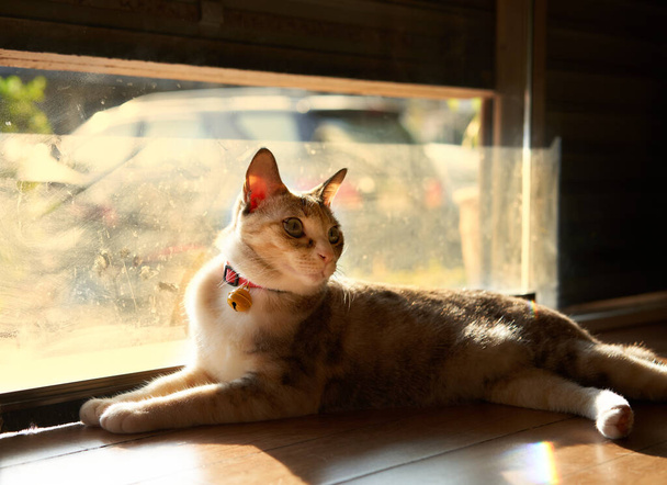 tabby γάτα ly στο πάτωμα με ήλιο - Φωτογραφία, εικόνα