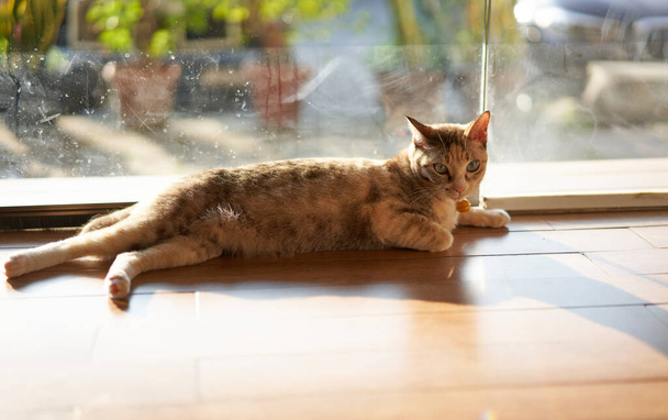 tabby cat ly on floor - Fotó, kép