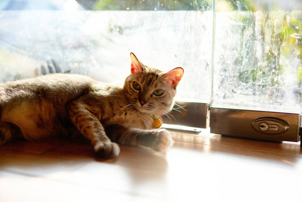 tabby cat ly at door - Foto, Bild