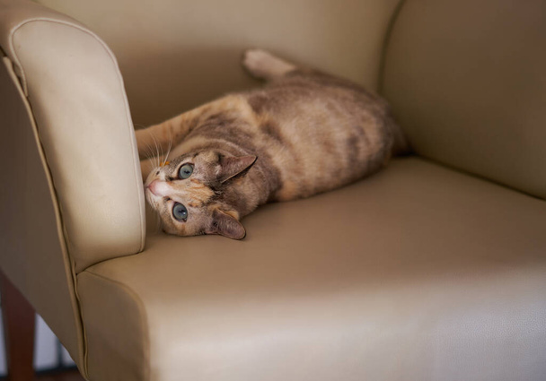 tabby cat ly on sofa cushion chair - Foto, imagen