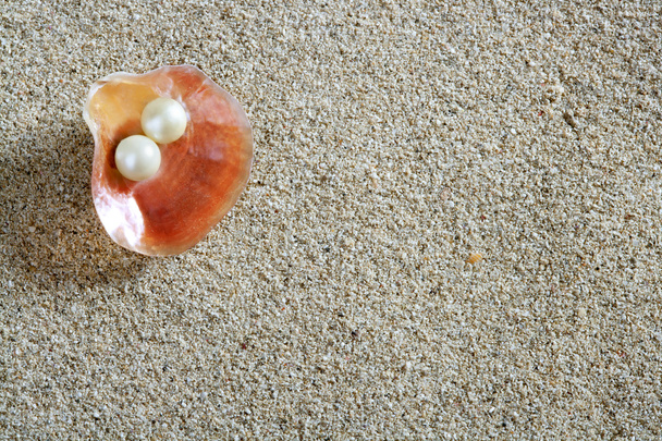 Beach white sand pearl shell clam macro - Photo, image