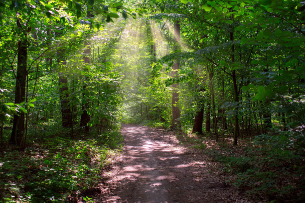 A beautiful summer forest scene with a path and sun rays - Fotoğraf, Görsel