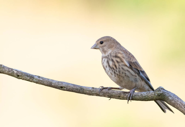 Common linnet, Linaria cannabina. The young bird sits on a branch against a beautiful golden background - Zdjęcie, obraz