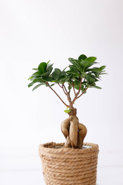 Small bonsai ficus microcarpa ginseng plant on a white background - Foto, Bild