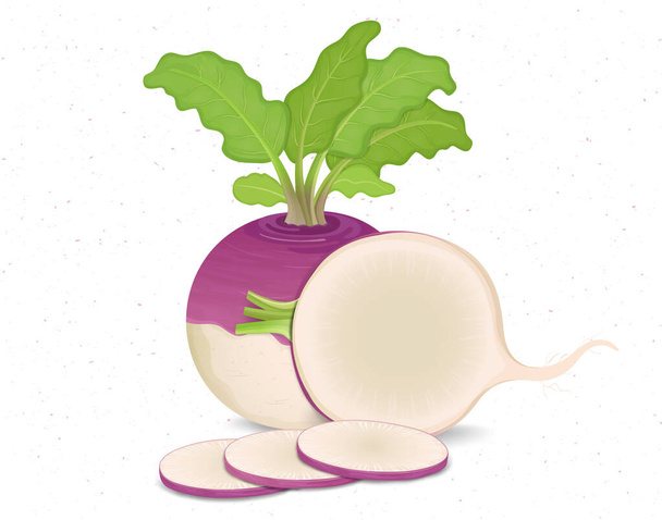 Turnip Vegetable with green leaves and a half piece or slices of turnip vegetable - Διάνυσμα, εικόνα