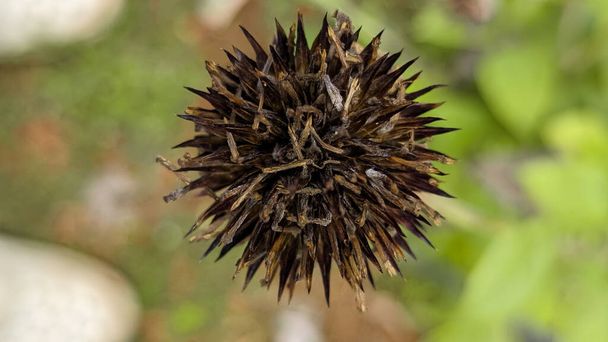 dried spiky seed head of a flower of thistle plant in the garden in the dry season - Foto, imagen