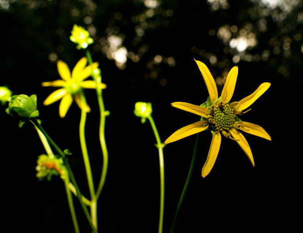 Detailní záběr žlutých astrových květů Silphium compositum, ledvinové listy rosinweed, je kvetoucí rostlina z čeledi Asteraceae - Fotografie, Obrázek