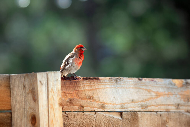 A male house finch perched on top of a wooden fence line  - Fotoğraf, Görsel