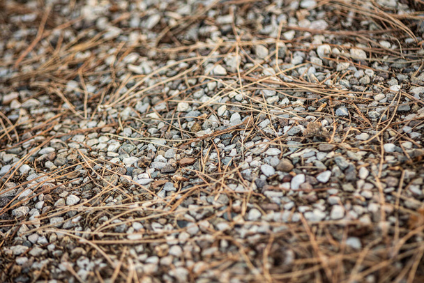 Detail of Gravel texture on the pavement - Foto, afbeelding
