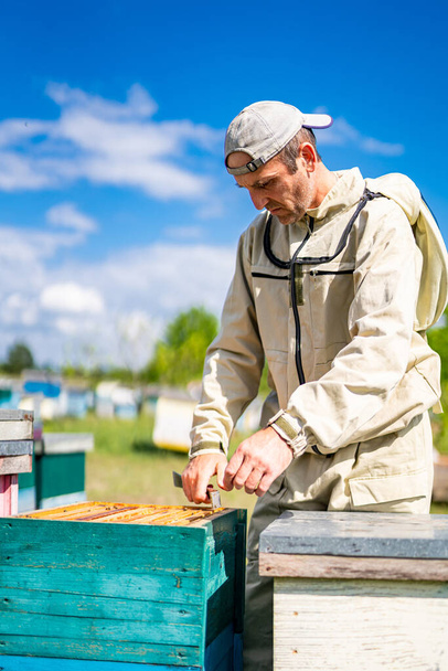 Summer honeycomb farmer. Beekeeper working in uniform. - Фото, изображение