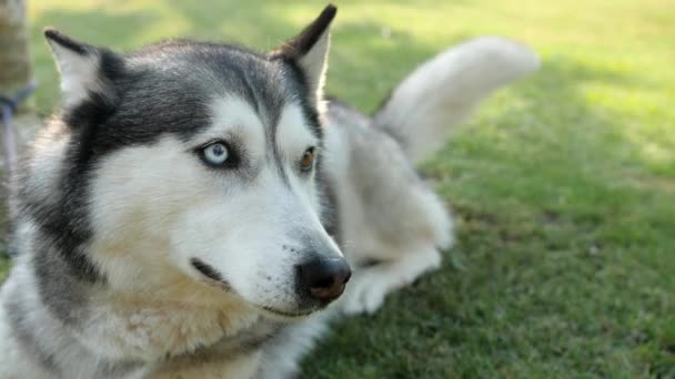 Een grijze Husky hond ligt op het gras. Andere gekleurde ogen. Tassen zijn staart. - Video