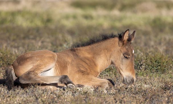 a cute wild horse foal in the utah desert - Zdjęcie, obraz