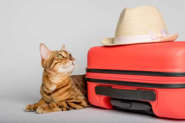 Cute cat, suitcase and hat on a white background. Traveling with a pet. - 写真・画像