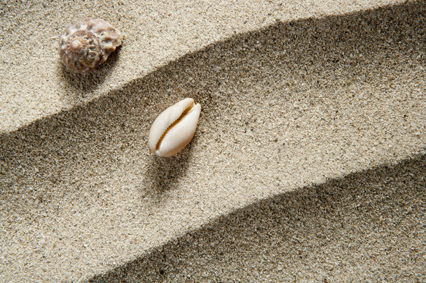 Closeup macro shell sea snail beach sand wavy - Fotó, kép