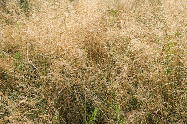 Yellow vegetative background from field herbaceous plants - Fotografie, Obrázek