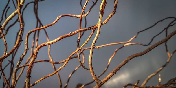 Curvy willow branches as a background - Foto, imagen