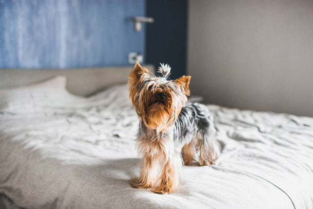 Little dog is standing on the bed. - Фото, изображение