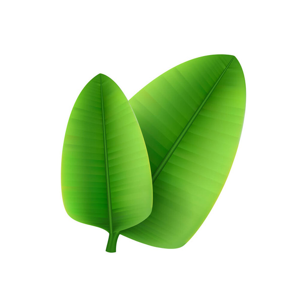 Feuilles tropicales branche de palmier composition réaliste avec image isolée sur fond blanc illustration vectorielle - Vecteur, image