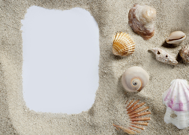 Border frame summer beach shell blank copy space - Zdjęcie, obraz