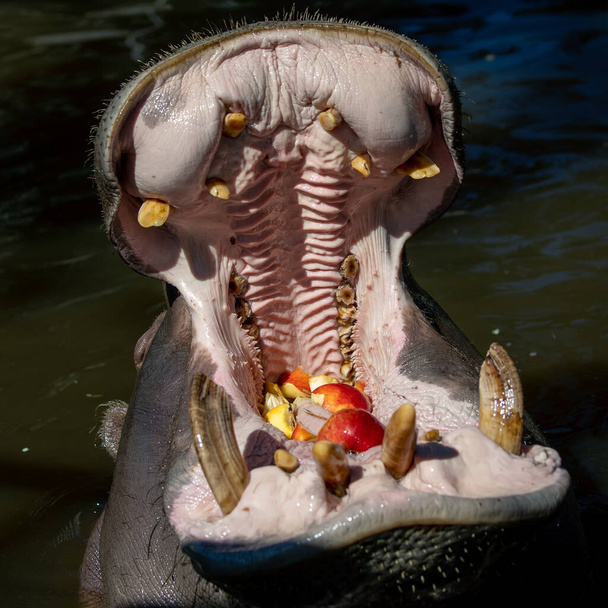 Hippopotamus open huge mouth in water - Photo, Image