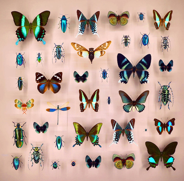 Exposition of variety of dead butterflies and bugs on board under glass - Fotoğraf, Görsel